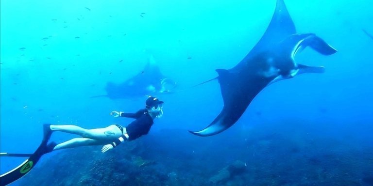 Snorkeling 4 Spot In Nusa Penida: Manta Bay,Gamat,Cristal,Wall Poin