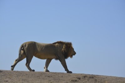 Primal Pathways: 5-Day Serengeti & Ngorongoro Experience