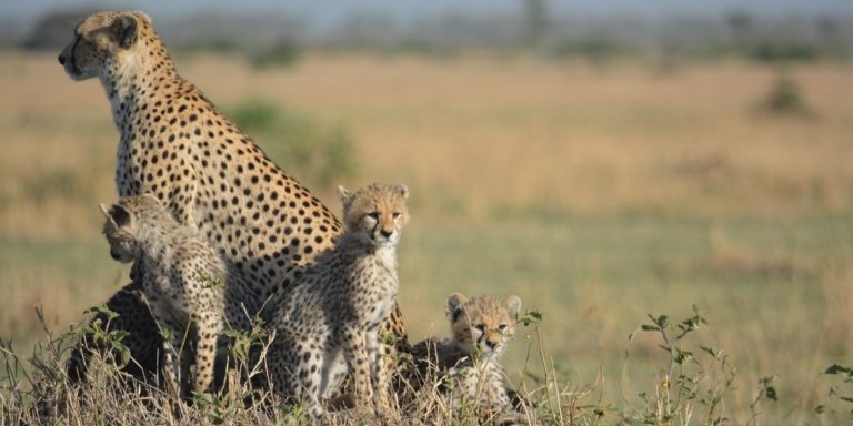 Primal Pathways: 5-Day Serengeti & Ngorongoro Experience