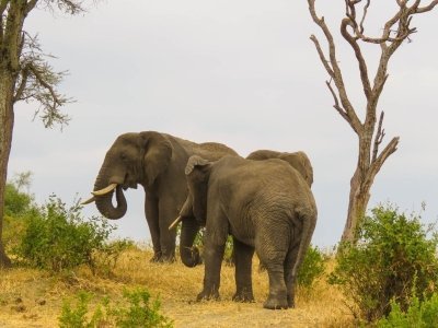 Serengeti Migration Safari