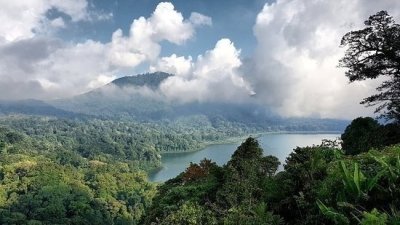 Swim with dolphins in their habitat with monkey road side