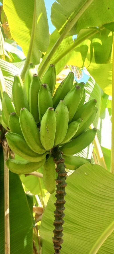 Cabo Verde Banana Plantation Tour
