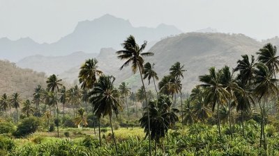Explore the largest banana plantation.