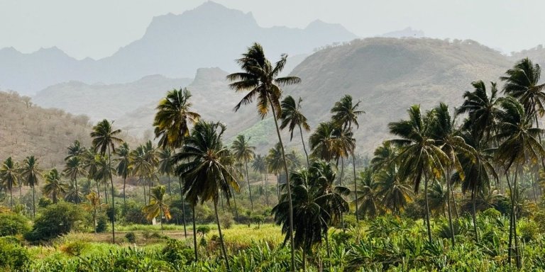 Explore the largest banana plantation.