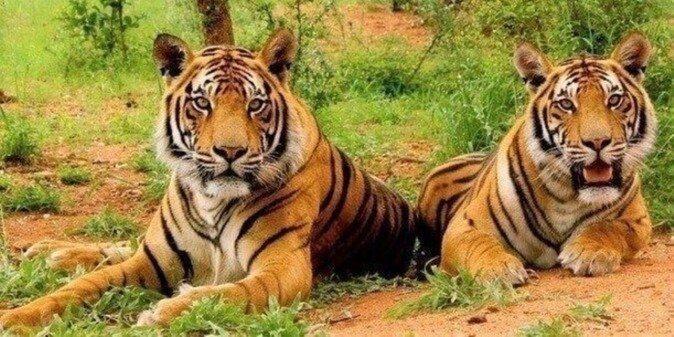 Golden Triangle Tour With Ranthambore Tiger Safari