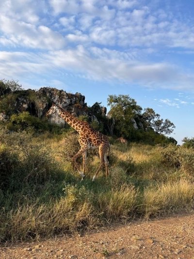 Budget 5 Tage "Big Five" Safari - von November bis Mitte Dezember