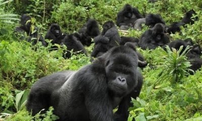 3 Days & 2 Nights Uganda Gorilla Safari