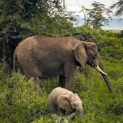 3-Day The Best of Mikumi National Park