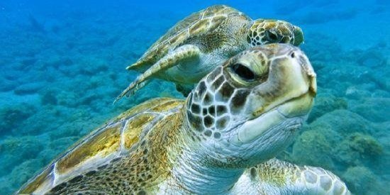 Try Dive in Tenerife