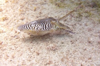 Try dive 40 minutes from Boat