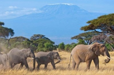 Wildlife and Beach Holiday - Kenya