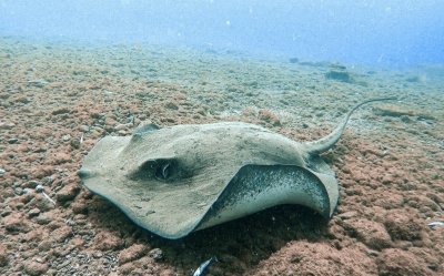 Try dive 20 minutes from Boat