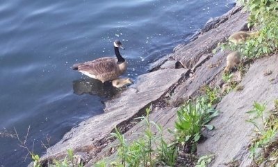 5th & Park — Film and Fiction Walking Tour of Carnegie Hill