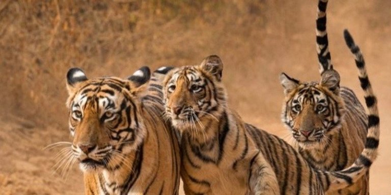 Delhi Agra Jaipur Tour With Tiger Safari Ranthambore 7 Days