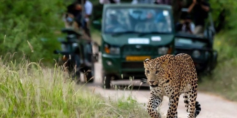 Golden Triangle Tour With Ranthambore Tiger Safari 7 Days