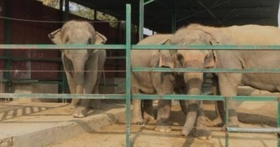 From Delhi: Taj Mahal Sunrise Tour w/ Elephants Conservation