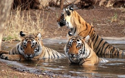 From Delhi: 5 Day Private Golden Triangle tour with Ranthambore