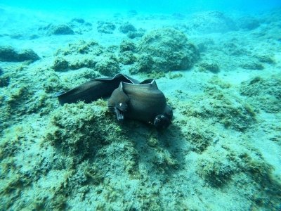 Two dives by Boat for certified Divers