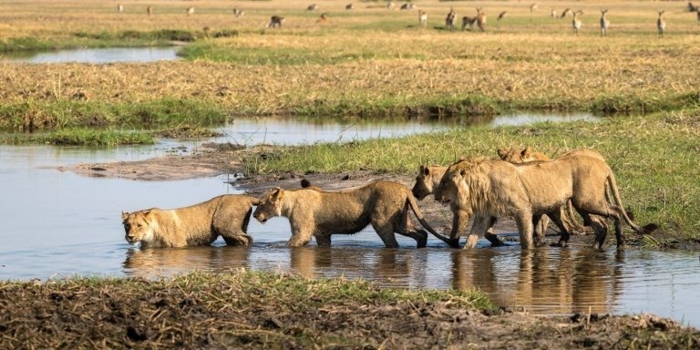 3-Day Serengeti, Ngorongoro Crater - Mid Range