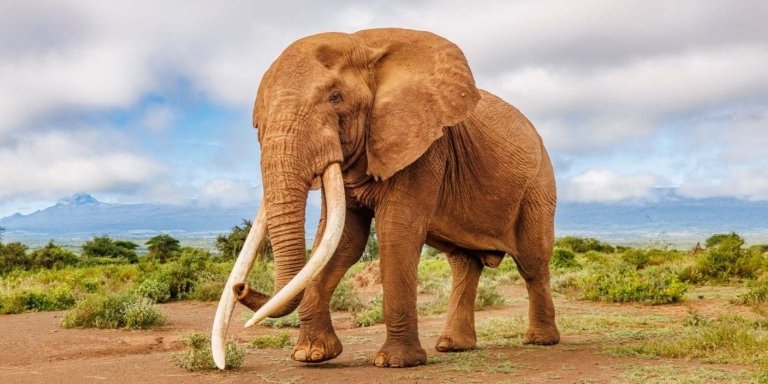 10-Day Kenya Wildlife Circuit