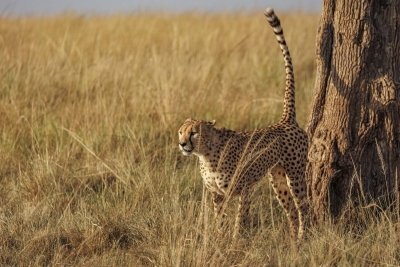 10-Day Kenya Wildlife Circuit