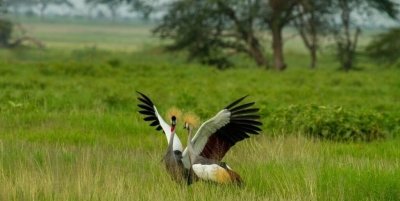 6-Day Best Sopa Lodges Safari