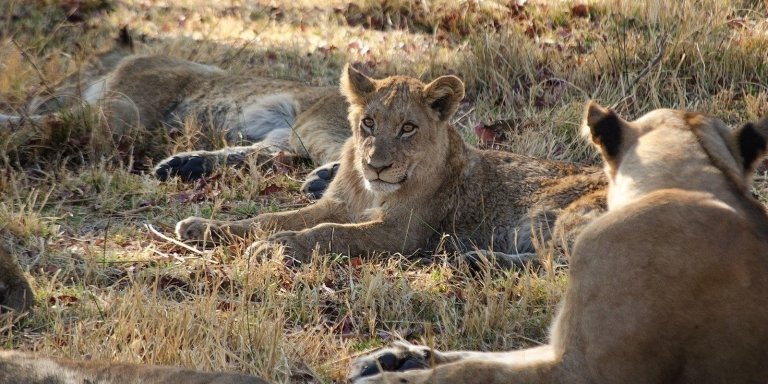 3-Day Luxury Safari to Serengeti and Ngorongoro Crater