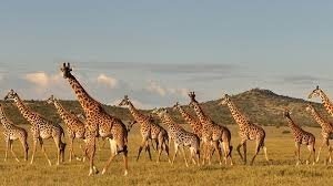 2-Day Midrange Safari Tarangire, & Manyara National Park