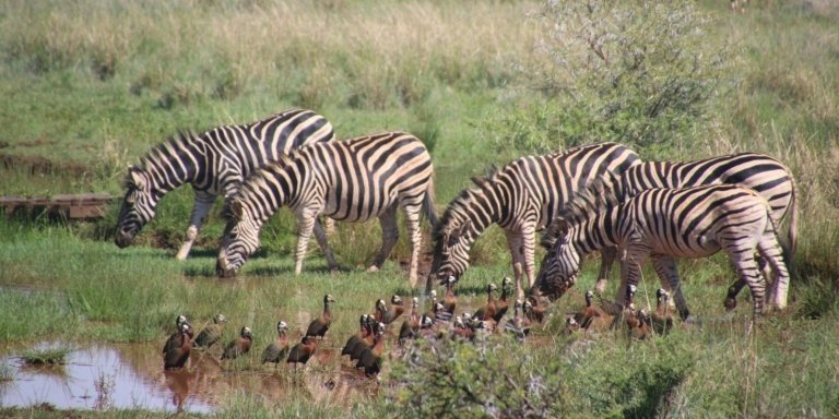 The best migration safari