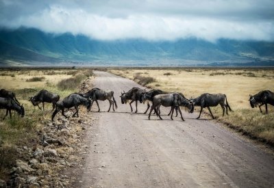 The best migration safari
