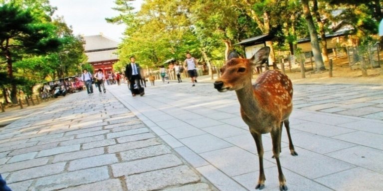 Nara attractive and beaten tour