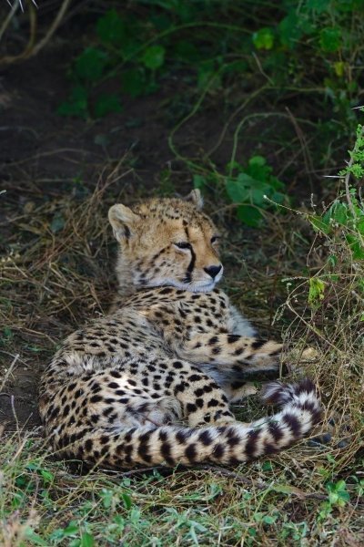 6 Days Tanzania budjet safari with serengeti
