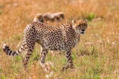 5-Days Serengeti - Tanzania Luxury Safari Tour
