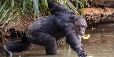 Gambia Adventure ( 2 Days 1 Night )