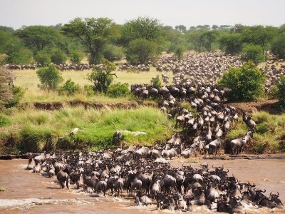 7 days calving-great Tanzania Serengeti  Migration safari