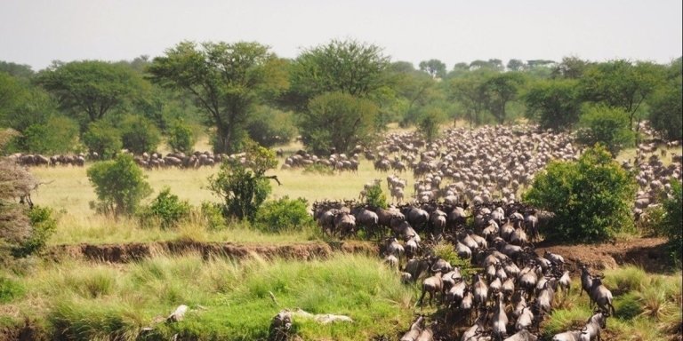 7 days calving-great Tanzania Serengeti  Migration safari