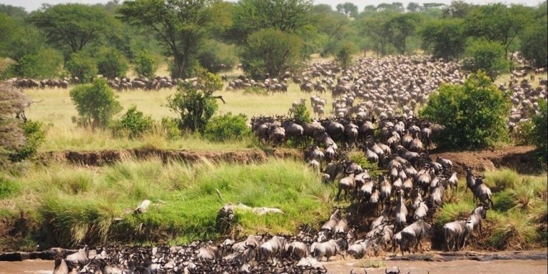 5 days calving - great Tanzania Serengeti Migration Safari