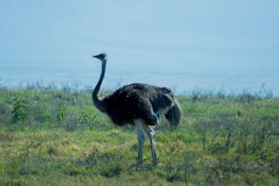 Unforgettable Three Days Serengeti & Ngorongoro Crater  Safari.