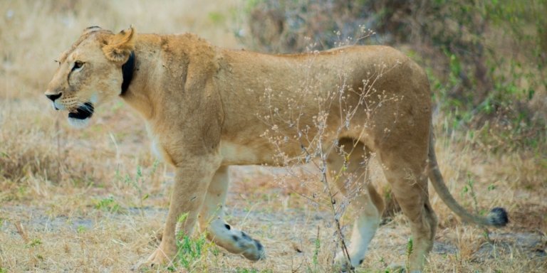 Unforgettable 3 Days Serengeti NP & Ngorongoro Crater  Safari.