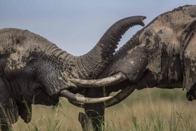 Tsavo East & Amboseli Safari