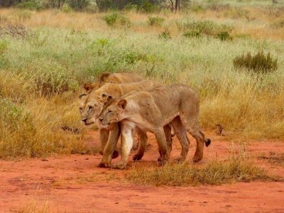 Tsavo East Day Safari Tsavo East Day Safari