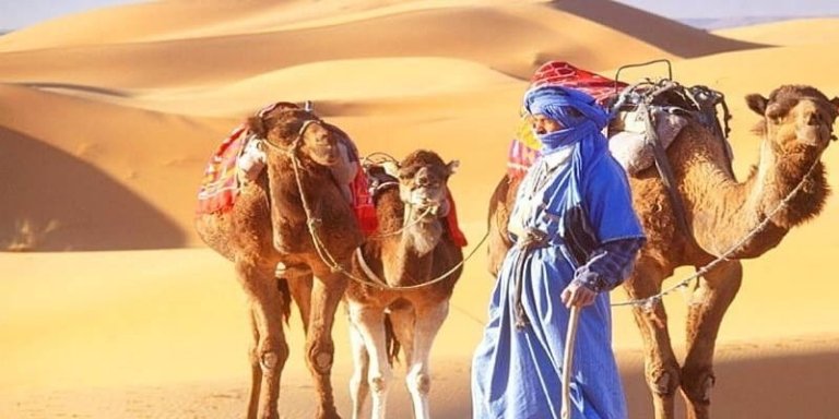 Camel Ride and Overnight in Luxury Desert Camp