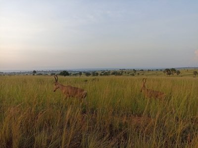 3 Days Murchison falls, boat cruise and Ziwa rhino sanctuary