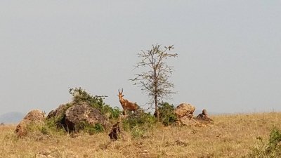 3 Days discover Pianupe wildlife reserve and culture