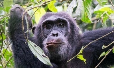 3Days chimpanze tracking and Bigodi swamp