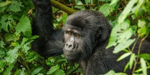 3Days Gorilla tracking in Bwindi impenetrable NP