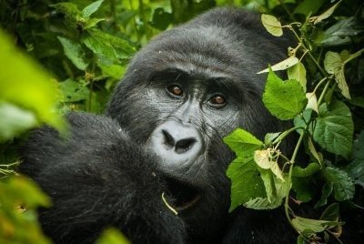 3Days Gorilla tracking in Bwindi impenetrable NP