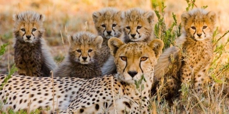 10-DAY TANZANIA SAFARI & ZANZIBAR BEACH ESCAPE