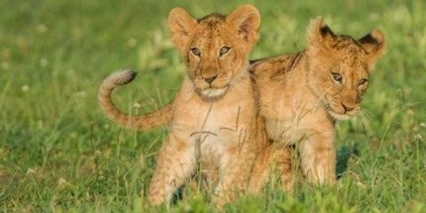 10-Day Tanzania Safari & Zanzibar Beach Holiday