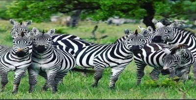 4 days Tanzania Luxury Safari